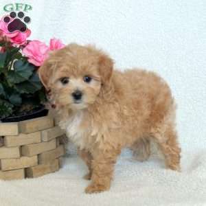 Nessa, Maltipoo Puppy