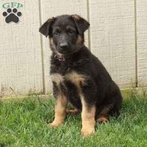 Nessa, German Shepherd Puppy