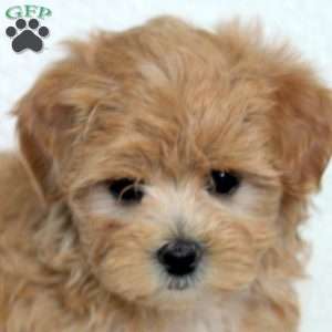 Nessa, Maltipoo Puppy