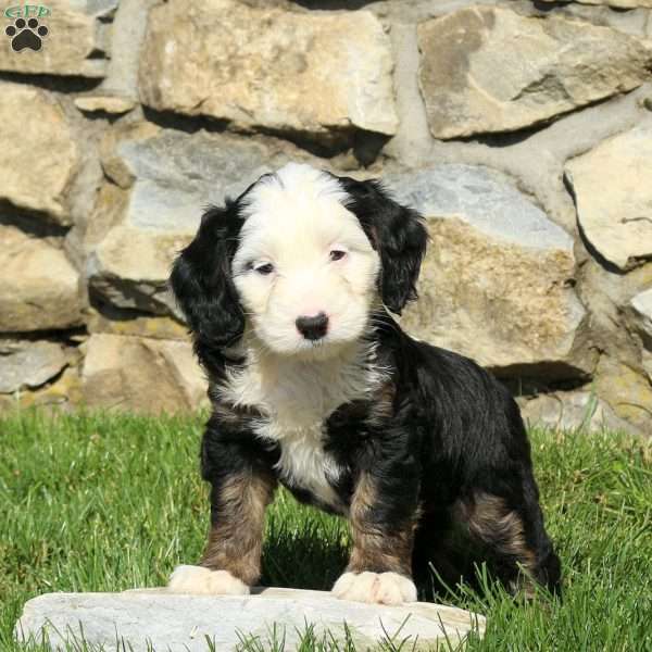 Neva, Miniature Poodle Mix Puppy
