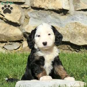 Neva, Miniature Poodle Mix Puppy