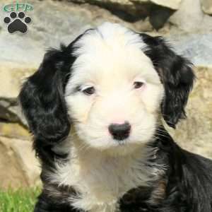 Neva, Miniature Poodle Mix Puppy
