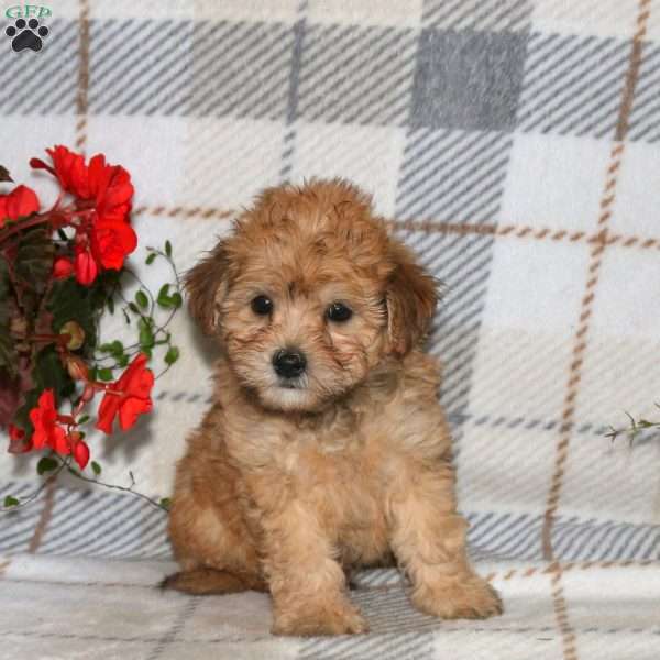 Newton, Bich-Poo Puppy