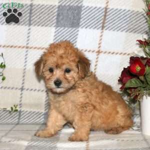 Newton, Bich-Poo Puppy