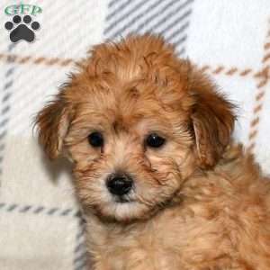 Newton, Bich-Poo Puppy
