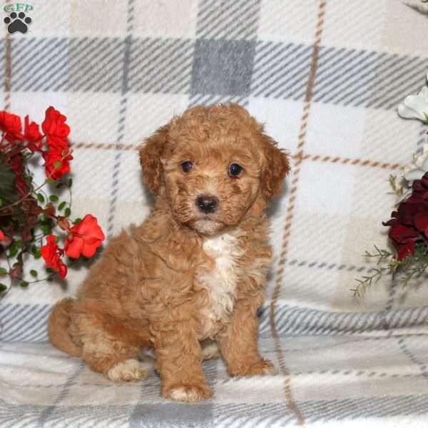 Nick, Bich-Poo Puppy