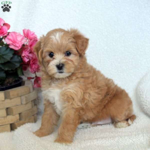 Nick, Maltipoo Puppy
