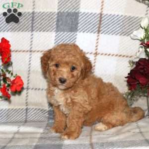 Nick, Bich-Poo Puppy