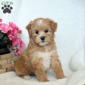 Nick, Maltipoo Puppy