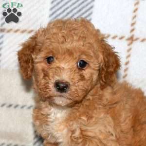 Nick, Bich-Poo Puppy