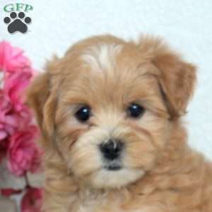 Nick, Maltipoo Puppy