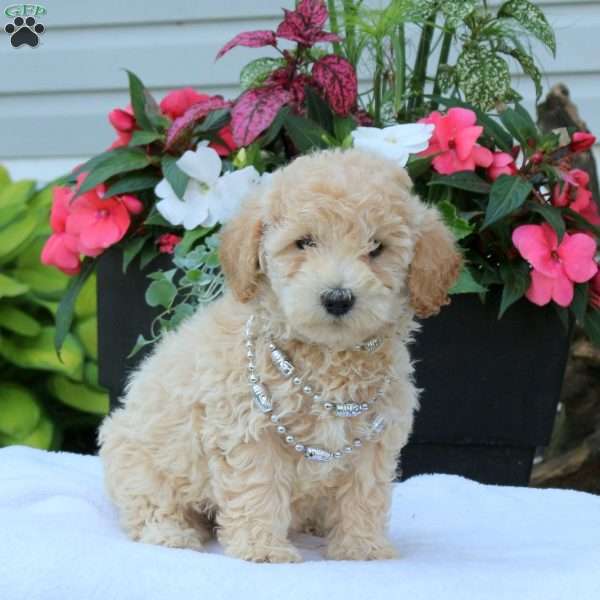 Nickie, Miniature Poodle Puppy