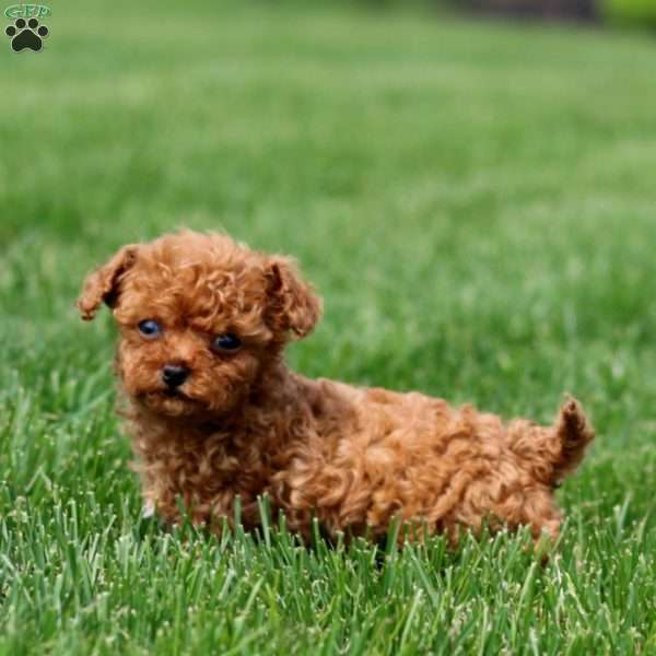 Nicky, Cavapoo Puppy