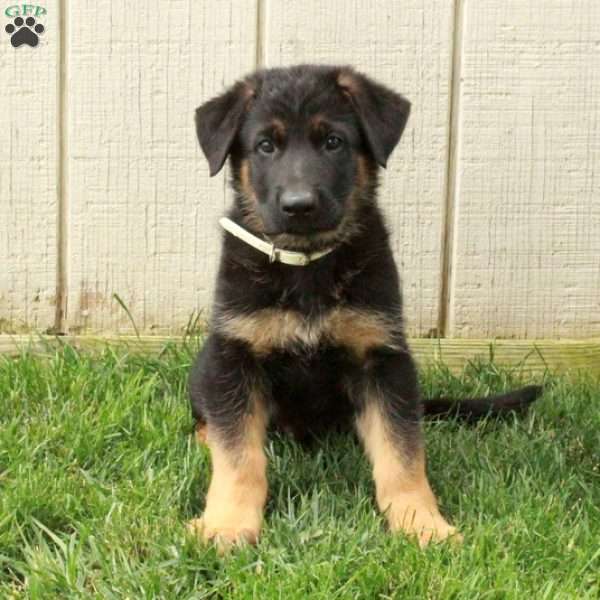 Nico, German Shepherd Puppy