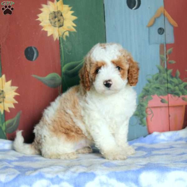 Nico, Miniature Poodle Puppy