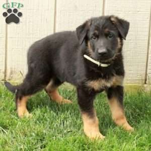 Nico, German Shepherd Puppy