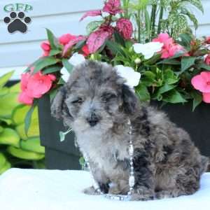Nico, Miniature Poodle Puppy