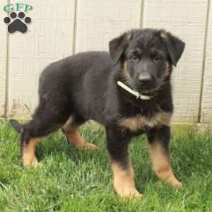 Nico, German Shepherd Puppy