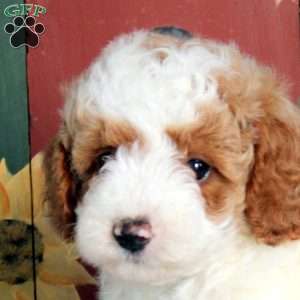 Nico, Miniature Poodle Puppy
