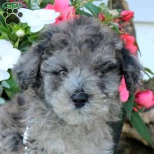 Nico, Miniature Poodle Puppy