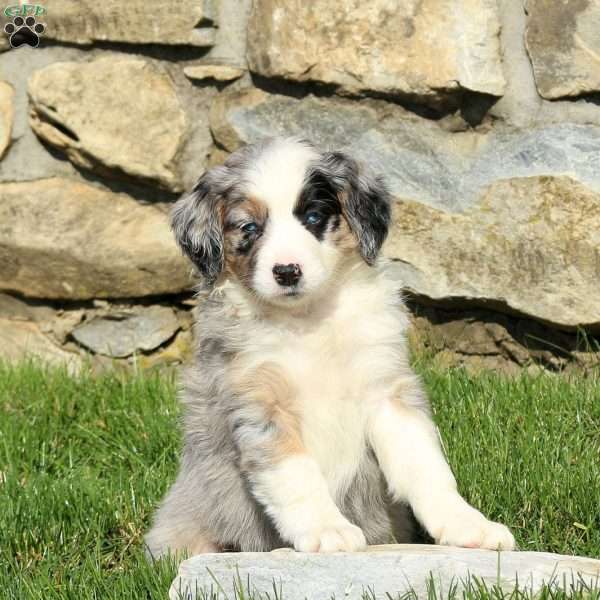 Nika, Miniature Poodle Mix Puppy