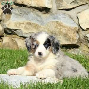 Nika, Miniature Poodle Mix Puppy