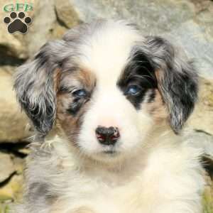 Nika, Miniature Poodle Mix Puppy