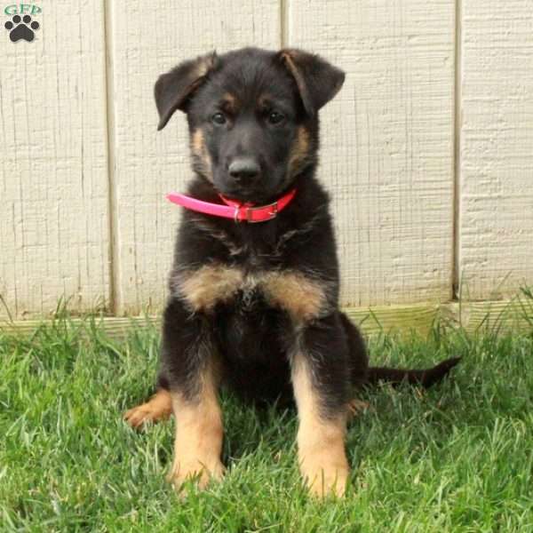 Nina, German Shepherd Puppy