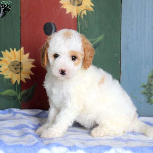 Nina, Miniature Poodle Puppy