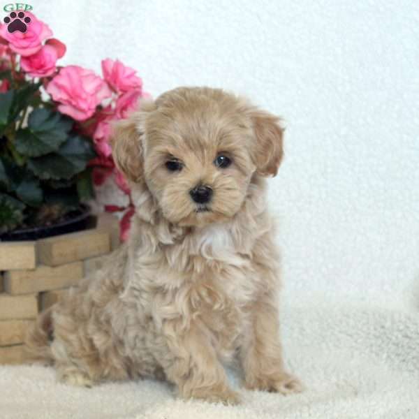 Nina, Maltipoo Puppy