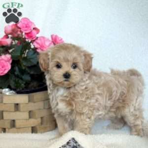 Nina, Maltipoo Puppy