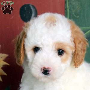 Nina, Miniature Poodle Puppy