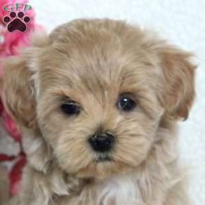 Nina, Maltipoo Puppy