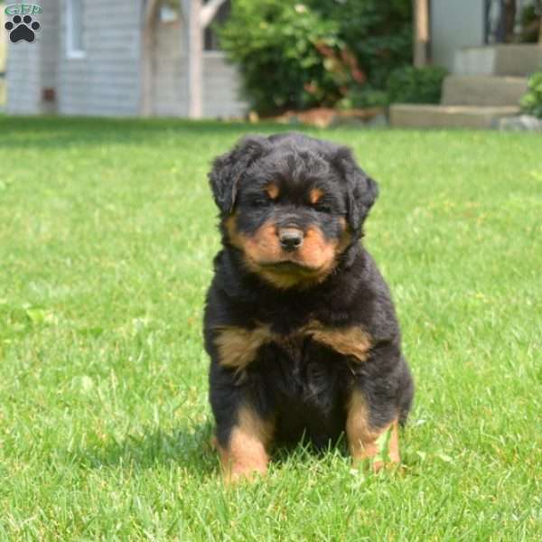 Ninja, Rottweiler Puppy