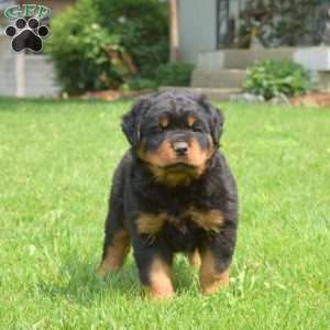 Ninja, Rottweiler Puppy