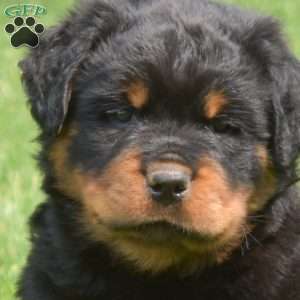 Ninja, Rottweiler Puppy