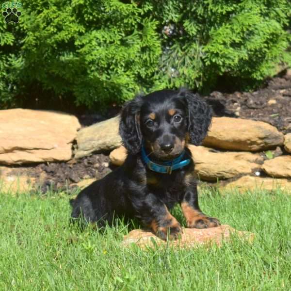 Nitro, Dachshund Puppy