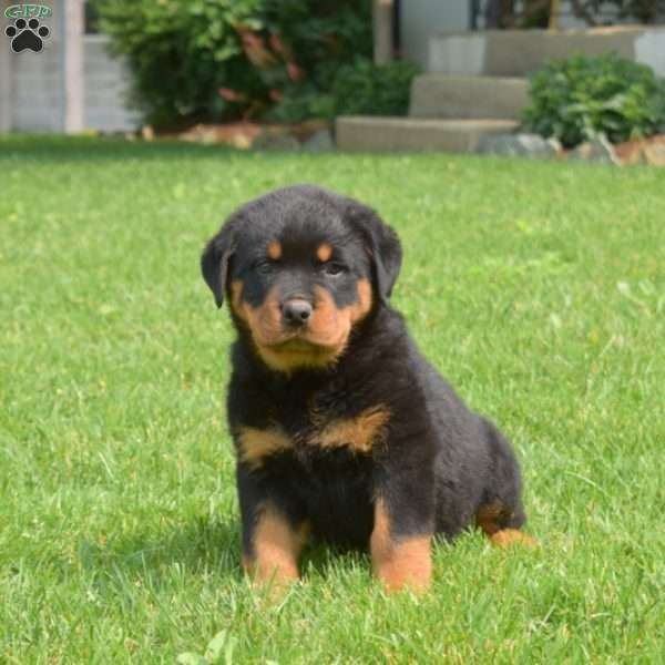 Nitro, Rottweiler Puppy