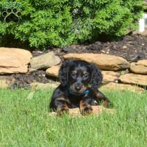 Nitro, Dachshund Puppy
