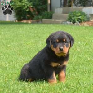 Nitro, Rottweiler Puppy