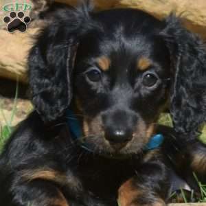 Nitro, Dachshund Puppy