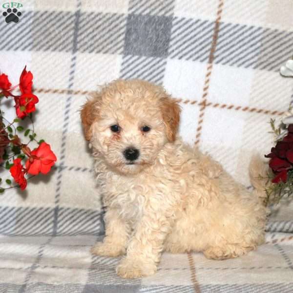 Nixie, Bich-Poo Puppy