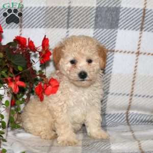 Nixie, Bich-Poo Puppy
