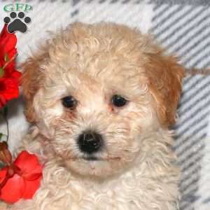Nixie, Bich-Poo Puppy