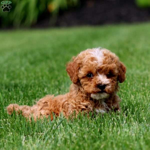 Noble, Cavapoo Puppy