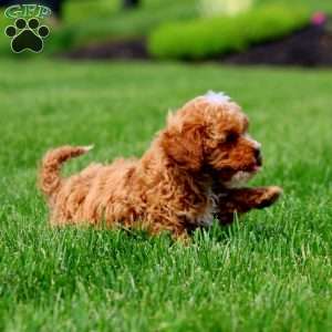 Noble, Cavapoo Puppy