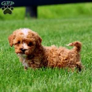 Noble, Cavapoo Puppy