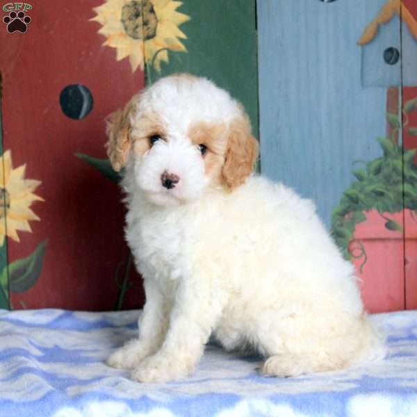 Noel, Miniature Poodle Puppy