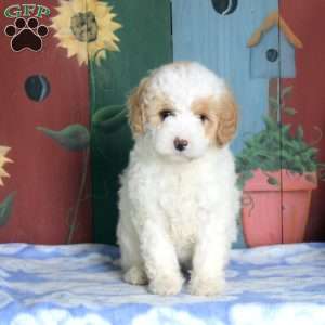 Noel, Miniature Poodle Puppy