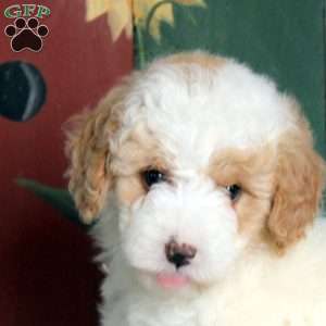 Noel, Miniature Poodle Puppy